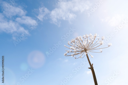 Silhouette of a dried plant or inflorescence of borage on a background of blue sky and white clouds. The flower is covered with snow. Light winter or spring screensaver. Defokus light. Selective focus