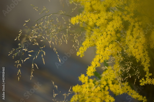 Goldenrod and poa grass on vintage blue wooden bokeh background, floral background. photo