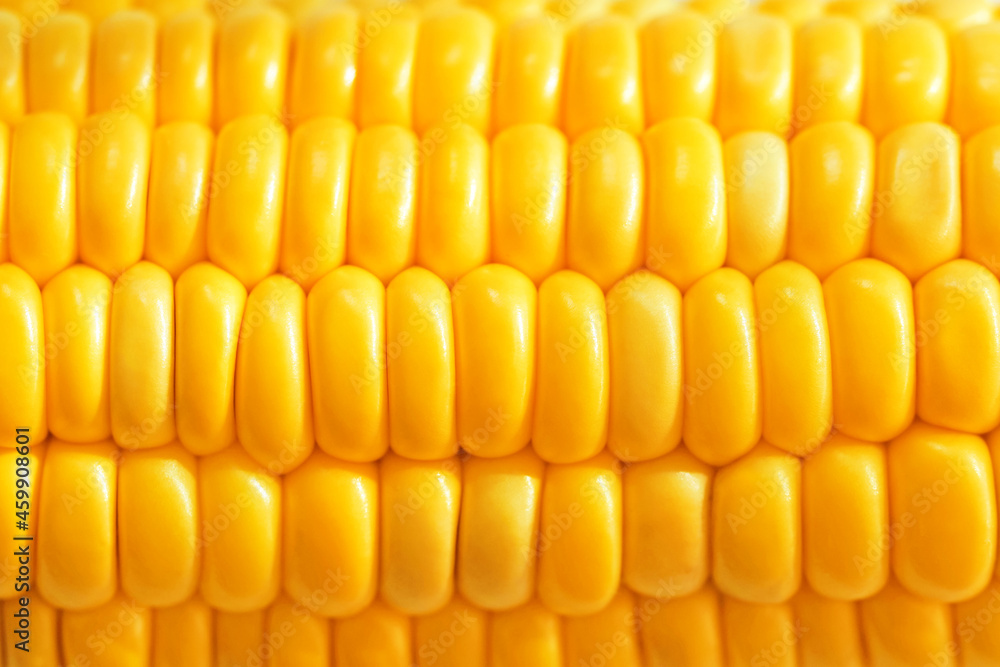 Seeds of sweet corn background. Fresh raw corncob macro texture Seeds of sweet corn background. Fresh raw corncob macro texture