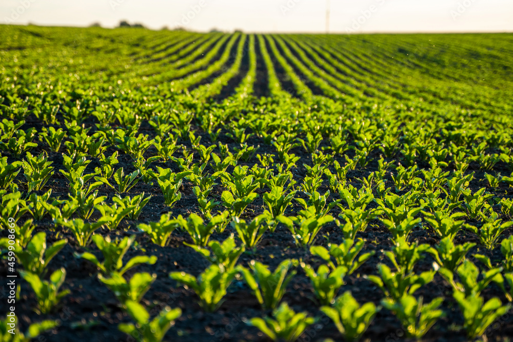 Straight rows of sugar beets growing in a soil in perspective on an agricultural field. Sugar beet cultivation. Young shoots of sugar beet, illuminated by the sun. Agriculture, organic. Straight rows of sugar beets growing in a soil in perspective on an agricultural field. Sugar beet cultivation. Young shoots of sugar beet, illuminated by the sun. Agriculture, organic.