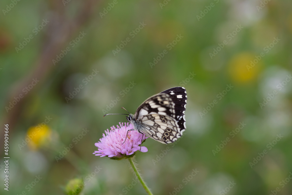 Melanargia galathea, Marbled White butterfly on flower. Melanargia galathea, Marbled White butterfly on flower.