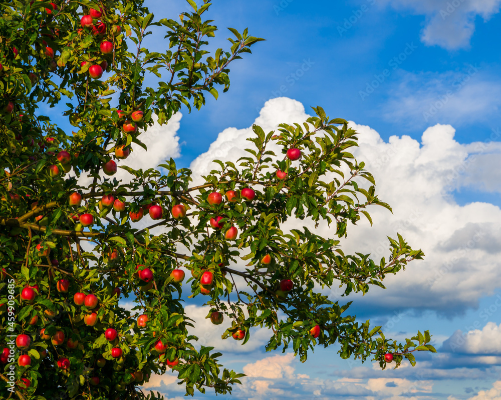 Autumn sketch, apple tree branches with ripe apples on blue sky clouds background