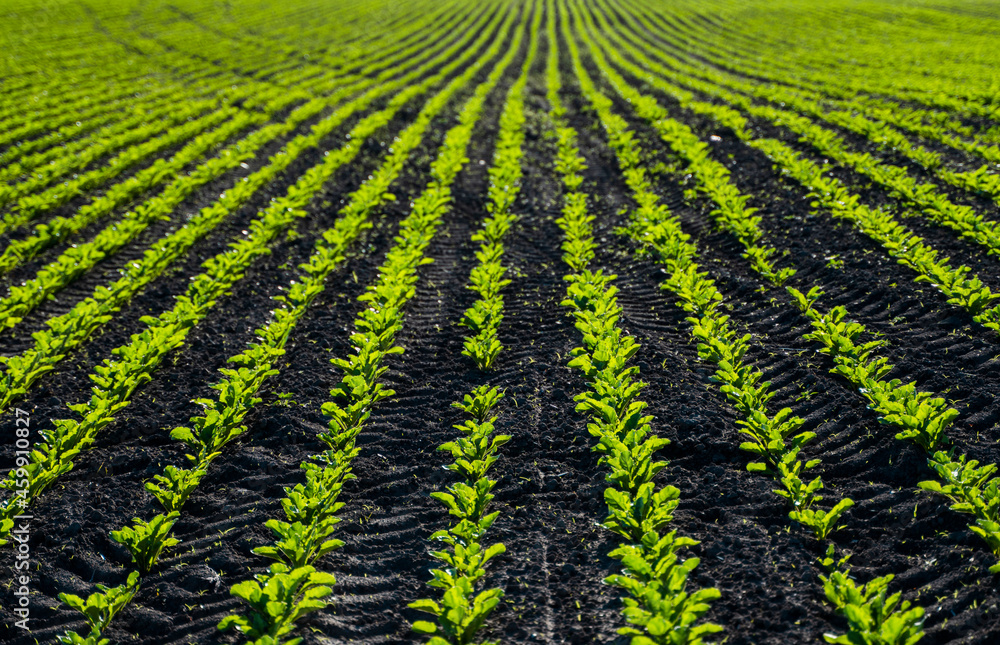 Straight rows of sugar beets growing in a soil in perspective on an agricultural field. Sugar beet cultivation. Young shoots of sugar beet, illuminated by the sun. Agriculture, organic. Straight rows of sugar beets growing in a soil in perspective on an agricultural field. Sugar beet cultivation. Young shoots of sugar beet, illuminated by the sun. Agriculture, organic.