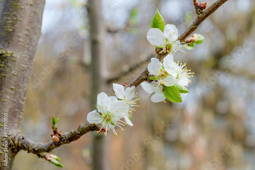 white blossom of flowering prune tree (Prunus domestica Opal) in spring