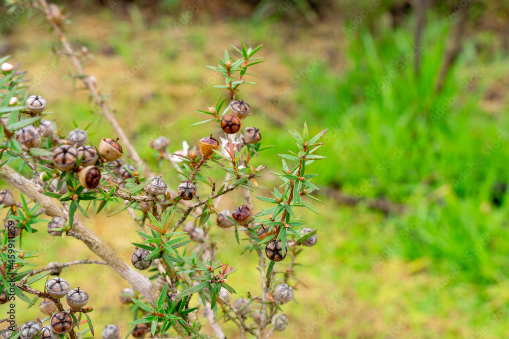 Leptospermum scoparium, commonly called manuka is a species of flowering plant in the myrtle family Myrtaceae, native to south-east Australia and New Zealand. Leptospermum scoparium, commonly called manuka is a species of flowering plant in the myrtle family Myrtaceae, native to south-east Australia and New Zealand.