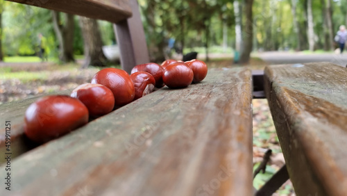 Fallen autumn chestnuts on a park bench.