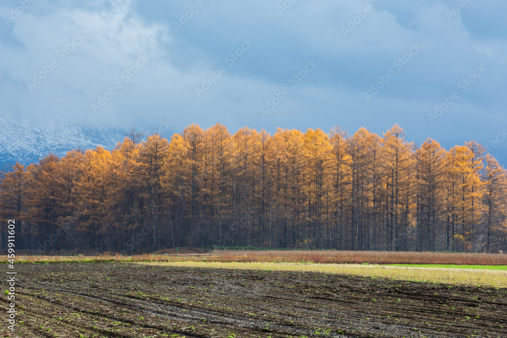 秋の黄金色のカラマツ林と秋の畑
