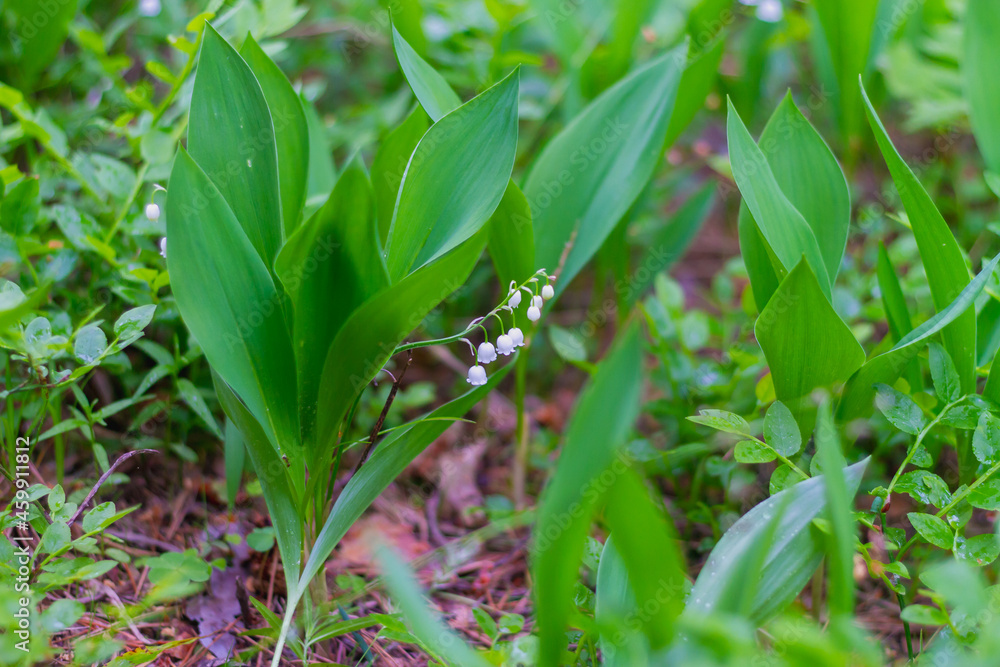 Lilies of the valley bloom in the forest with white delicate fragrant flowers similar to bells