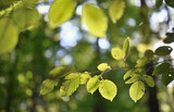 Green leaves in forest