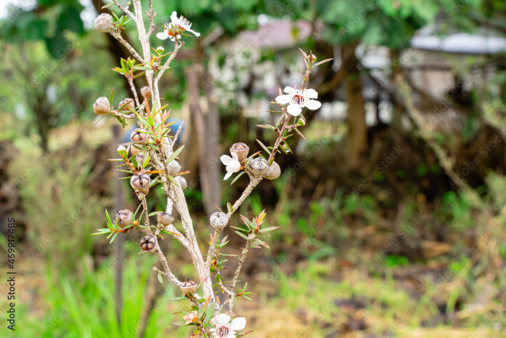 Leptospermum scoparium, commonly called manuka is a species of flowering plant in the myrtle family Myrtaceae, native to south-east Australia and New Zealand. Leptospermum scoparium, commonly called manuka is a species of flowering plant in the myrtle family Myrtaceae, native to south-east Australia and New Zealand.