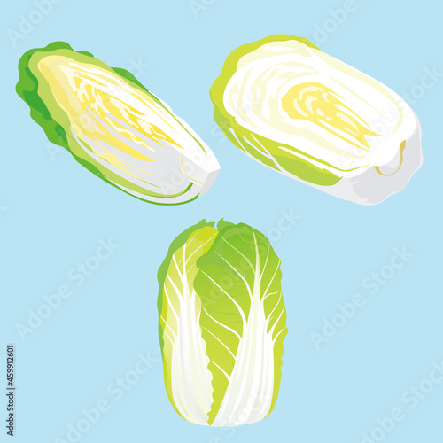 白菜　Chinese cabbage