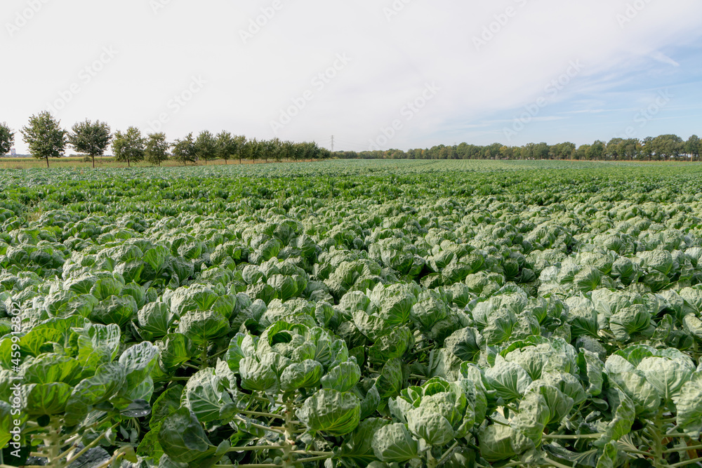 Green vegetables in countryside farmland, The Brussels sprout on the field, A member of the Gemmifera Group of cabbages (Brassica oleracea) grown for its edible buds, Agriculture in Netherlands. Green vegetables in countryside farmland, The Brussels sprout on the field, A member of the Gemmifera Group of cabbages (Brassica oleracea) grown for its edible buds, Agriculture in Netherlands.