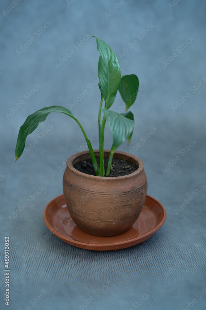Obraz premium Ceramics, a ceramic product made with your own hands, made on a potter's wheel, a jug, a mug, clay.