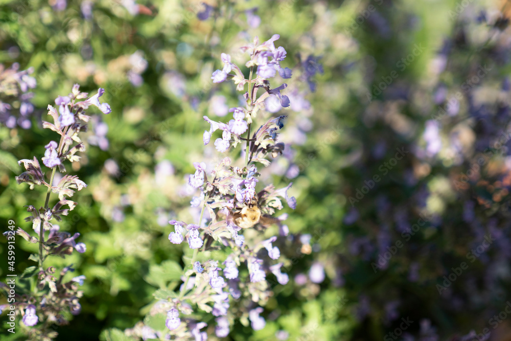 flowers in the garden