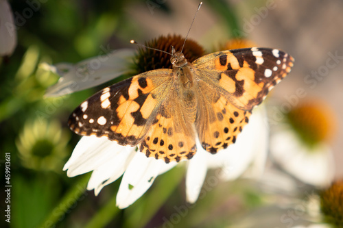 butterfly on a flower © ED3media