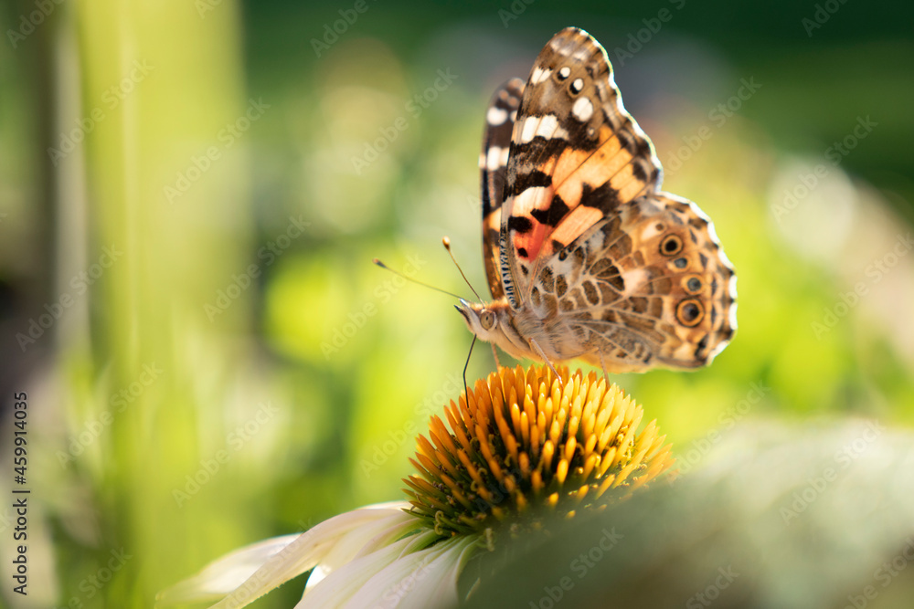 butterfly on a flower butterfly on a flower