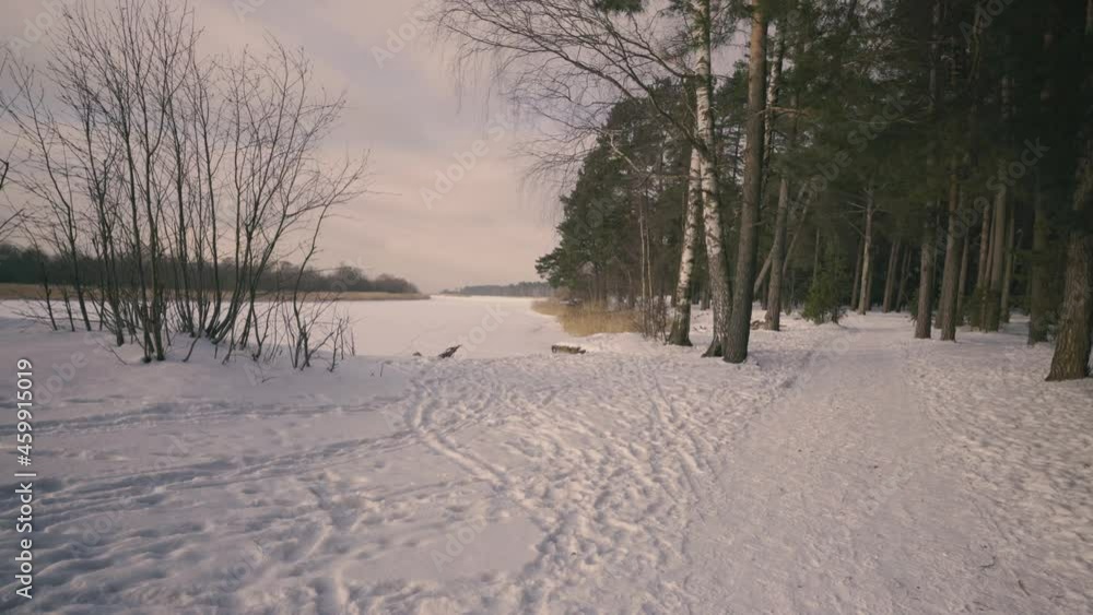 Walk along the banks of the frozen river Gauja in winter. A beautiful pine forest grows on the shore. The river flows into the Gulf of Riga of the Baltic Sea in Latvia Walk along the banks of the frozen river Gauja in winter. A beautiful pine forest grows on the shore. The river flows into the Gulf of Riga of the Baltic Sea in Latvia