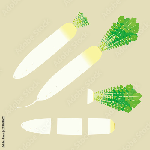 大根  Japanese white radish