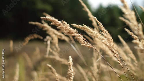 Wild grass blowing in the wind. Wild grass sway in the wind. nature in autumn. 4K UHD video
