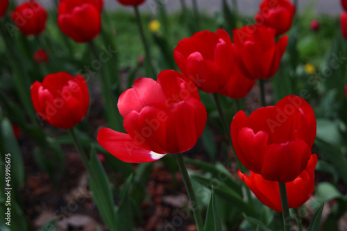 Bright red tulips against a background of dense green foliage. Spring  love  feelings. Close-up. Selective focus.