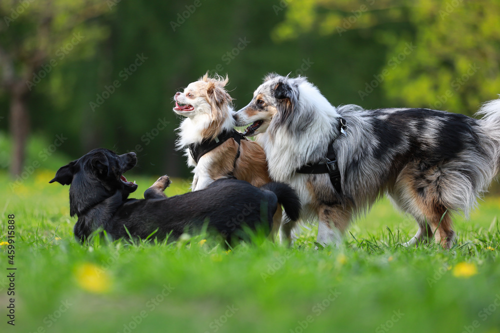 Three dogs playing on a large dog park.