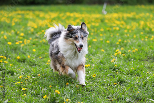 Canvastavla Blue Merle Shetland sheepdog sheltie running in a park.