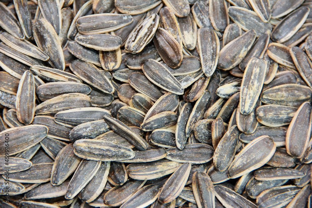 small natural black sunflower seeds small natural black sunflower seeds