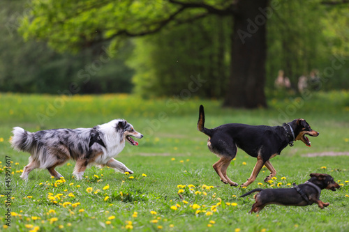 Three dogs having fun and playing in park. Photo taken on a warm spring day.