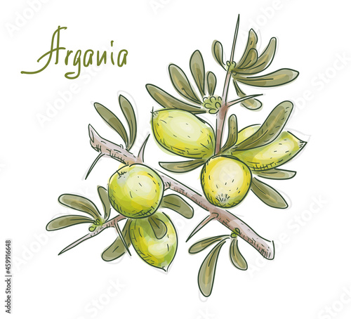 Argania spinosa or Argan. Vector illustration