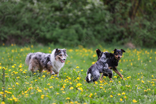 Fototapeta Naklejka Na Ścianę i Meble -  Three dogs having fun and playing in park. Photo taken on a warm spring day.