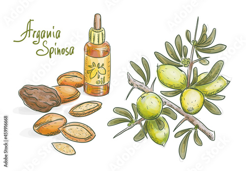 Argania spinosa or Argan. Twig vith fruits and oil. Vector illustration.