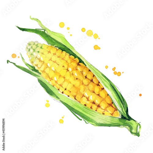 juicy ear of corn watercolor ilustration