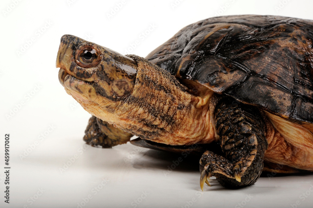 Eastern Black-bridged Leaf Turtle    Vietnam-dornschildkröte 