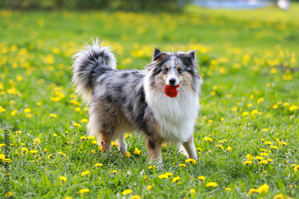 Blue merle shetland sheepdog sheltie with old red ball in mouth. Blue merle shetland sheepdog sheltie with old red ball in mouth.