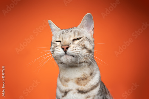 funny portrait of a bengal cat looking at camera suspiciusly squinting on orange background with copy space © FurryFritz