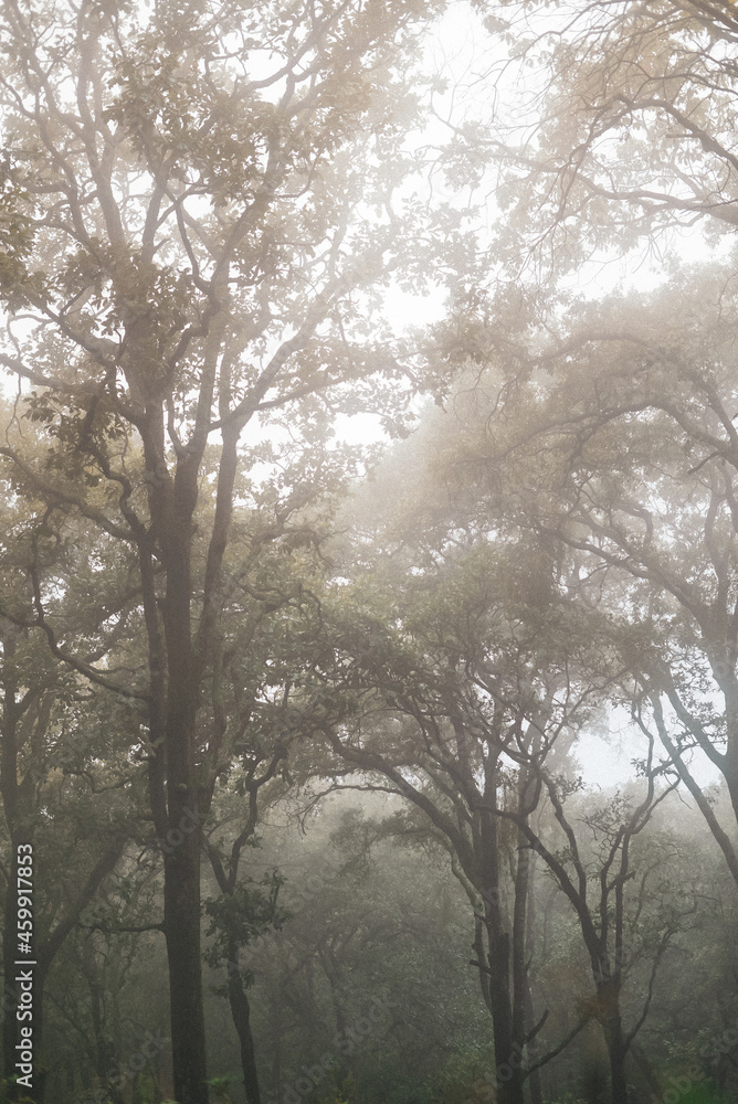 Foggy forest with tall trees in countryside Foggy forest with tall trees in countryside