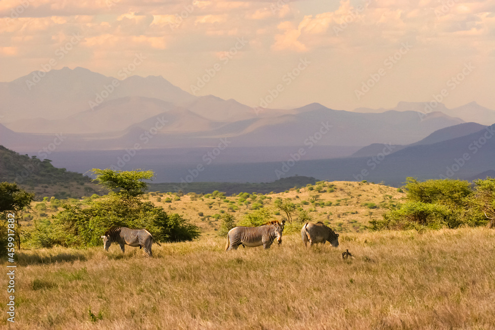 Paysage de plaine avec zèbres et arbres Afrique Kenya