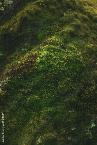 Green moss growing on ground in forest