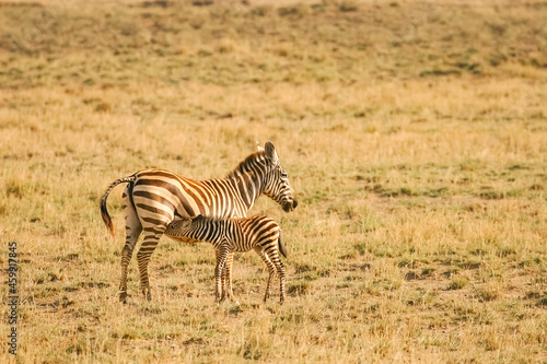 z  bre de Burchell Equus burchelli avec un jeune  b  b   Afrique Kenya