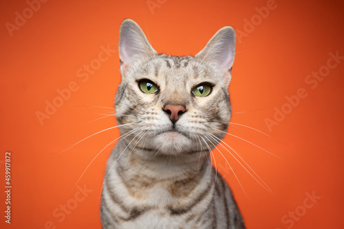 Fototapeta Naklejka Na Ścianę i Meble -  silver tabby bengal cat looking at camera strictly on orange background with copy space