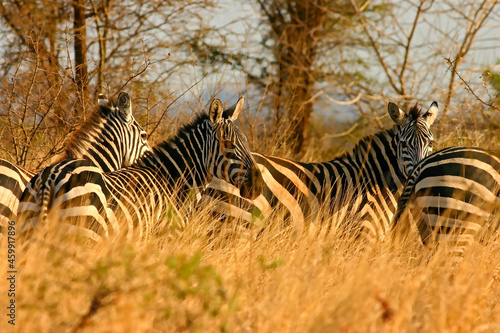 z  bre de Burchell Equus burchelli Kenya