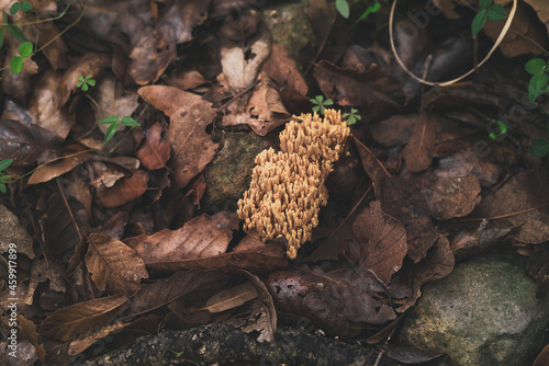 Mushroom Ramaria growing in forest covered with fallen leaves photo