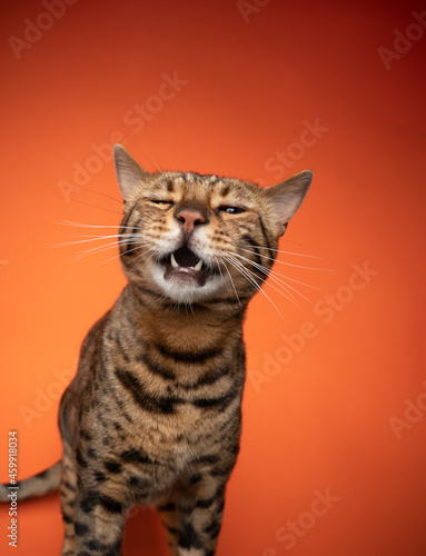 brown bengal cat making funny face on orange background with copy space