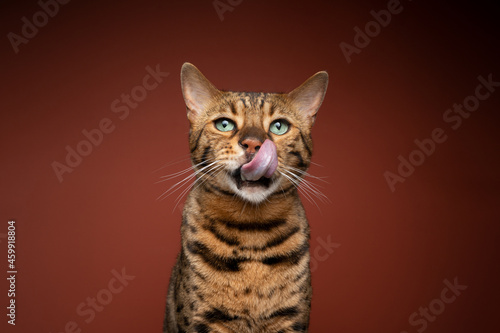Fototapeta Naklejka Na Ścianę i Meble -  hungry brown spotted bengal cat with green eyes portrait on dark brown background looking at camera licking lips