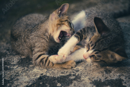 cat playing on the ground
