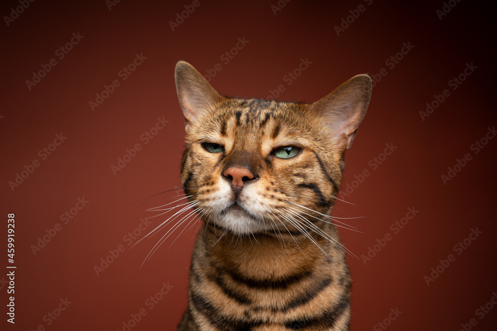 brown spotted bengal cat with green eyes looking at camera suspiciously  on brown background with copy space