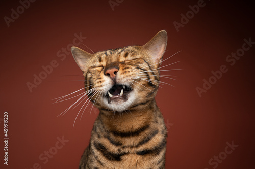 Fotografia brown spotted bengal cat with mouth open meowing or crying on brown background