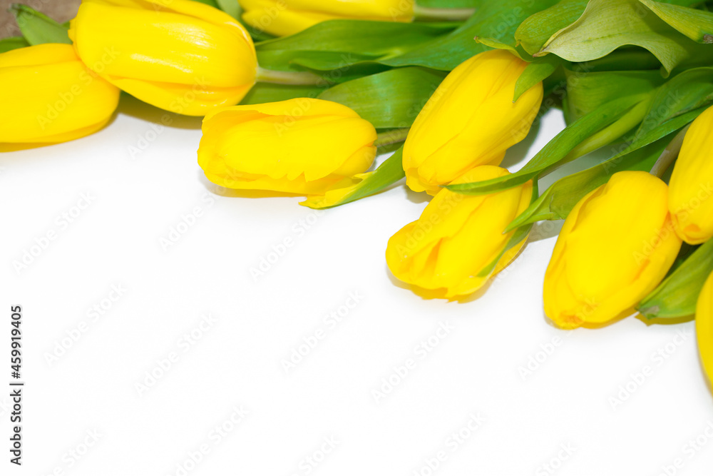 Obraz premium Flowers are beautifully laid out. Set of tulips on a white background. Postcard for March 8, mother's day and any holiday.
