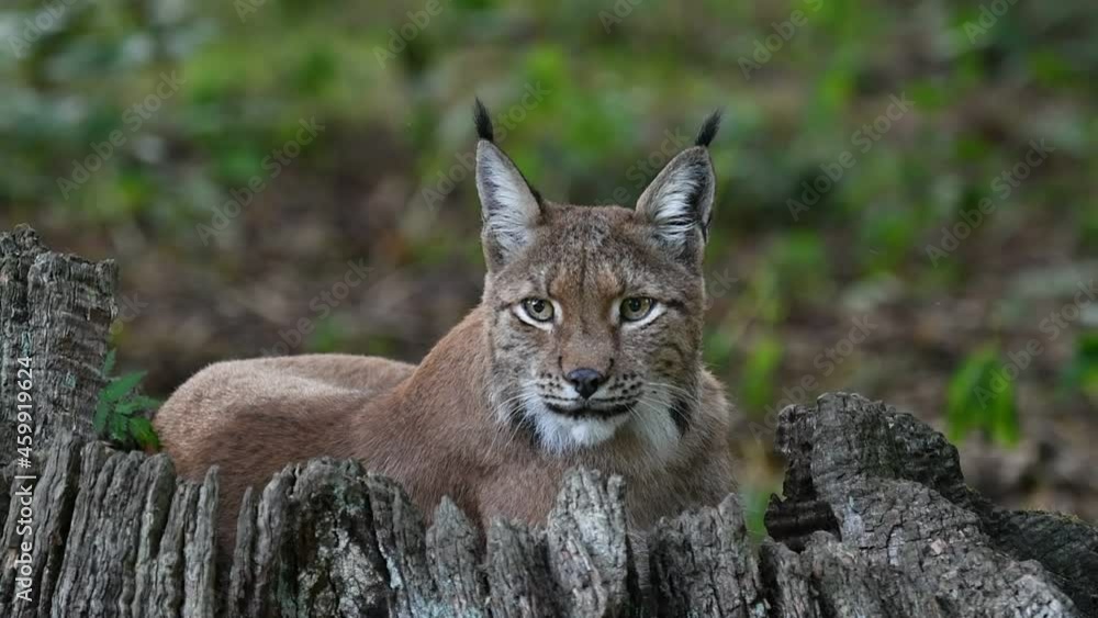 Eurasian lynx (Lynx lynx) looking around from tree stump in forest Eurasian lynx (Lynx lynx) looking around from tree stump in forest