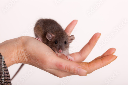 rat on a human hand